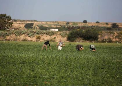 الاحتلال يستهدف رعاة الأغنام جنوب قطاع غزة