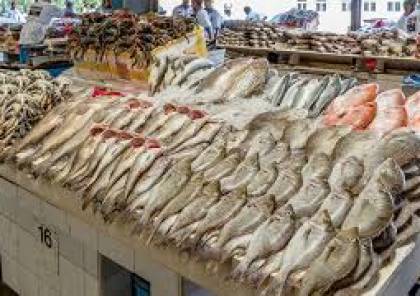 "إسرائيل" تسمح باستئناف تسويق الأسماك من البحر المتوسط