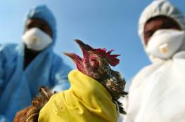 الصين تسجل أول حالة وفاة بمتحور جديد من إنفلونزا الطيور