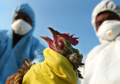 الصين تسجل أول حالة وفاة بمتحور جديد من إنفلونزا الطيور
