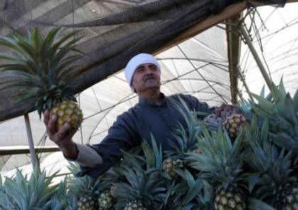صور.. للمرة الاولى غزة تنجح في زراعة ثمار الاناناس