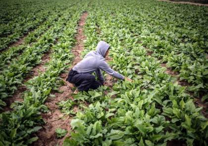 تداعيات أزمة كورونا تتسبب بخسائر كبيرة للمزارعين في غزة
