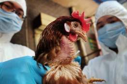 تحذير دولي من تفشٍ سريع لإنفلونزا الطيور بآسيا وأوروبا