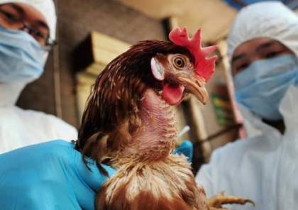 "إسرائيل" تحذر من طفرة خطيرة في انفلونزا الطيور