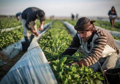 زراعة غزة: أجرينا استعدادات لوفرة المنتجات في رمضان