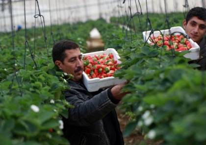 الاتحاد الأوروبي والحكومة الفلسطينية يدعمان مزارعي غزة بـ 900 ألف يورو