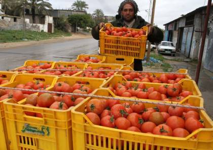 لهذا السبب .. الزراعة بغزة تقرر إيقاف تصدير البندورة للخارج 