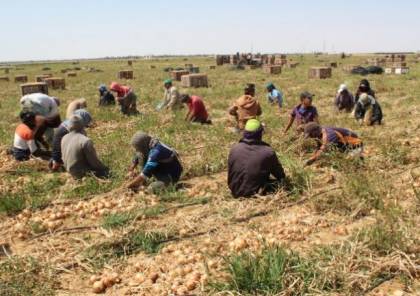 الزراعة بغزة تتفقد مزارعي البصل برفح