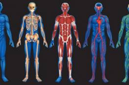 4 حقائق مثيرة عن جسم الإنسان