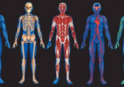 4 حقائق مثيرة عن جسم الإنسان