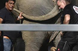 نقل "الفيل الحزين" لدولة جديدة.. و200 كيلوغرام لإطعامه