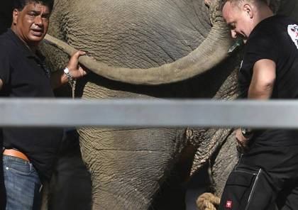 نقل "الفيل الحزين" لدولة جديدة.. و200 كيلوغرام لإطعامه