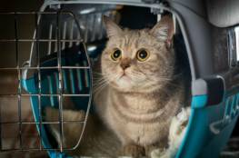 قطة تونسية تصل إلى ألمانيا بعد رحلة ملحمية عبر البحر المتوسط