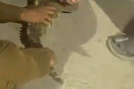  السيطرة على تمساح يتجول في السعودية..فيديو