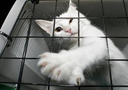 هروب قطة من سجن شديد الحراسة لحيازتها المخدرات