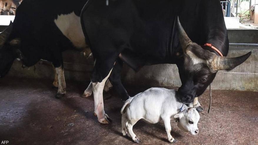 البقرة راني مقارنة بحجم بقرة طبيعية