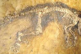 اكتشاف أحافير ديناصورات في الصين