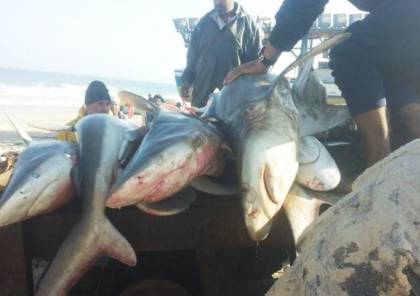 صور : اصطياد كميات كبيرة من أسماك القرش التي غزت شواطئ خانيونس