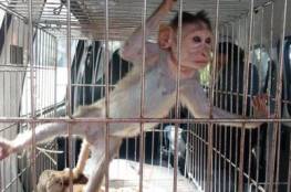 السجن المؤبد لقرد مدمن للكحول جراء قتله شخصا وإصابة 250 آخرين