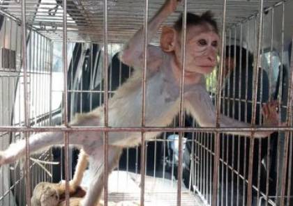 السجن المؤبد لقرد مدمن للكحول جراء قتله شخصا وإصابة 250 آخرين