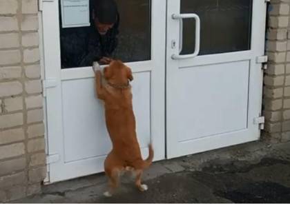 فيديو.. كلب ينتظر صاحبه لأسابيع عند باب المشفى