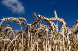  حالة استنفار بسبب ارتفاع أسعار القمح "المخيفة" ودول تحظر بيع محصولها!