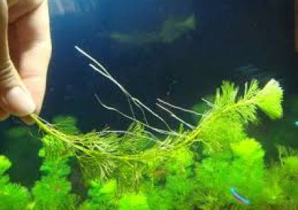 دراسة: أعشاب البحر تقتل الخلايا السرطانية