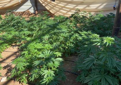 ضبط مشتل للمخدرات يضم 555 شتلة من نبات الماريجوانا في الخليل