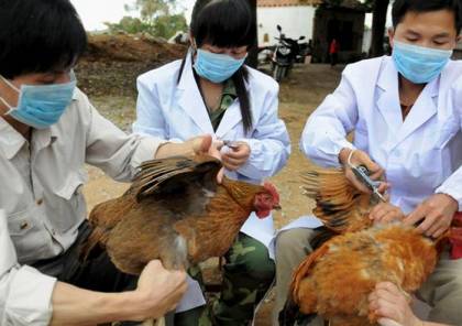 تفشي إنفلونزا الطيور في غرب اليابان