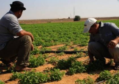 الزراعة: قرار هولندا وقف تمويل لجان العمل الزراعي تجاوب مع التحريض الإسرائيلي