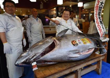 بيع سمكة تونة ضخمة بـ3.1 مليون دولار في اليابان!