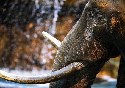 نفوق 50 فيلا جوعا وعطشا في محمية وطنية بزيمبابوي