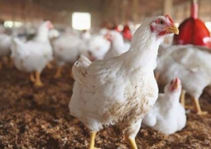 "الاقتصاد الوطني" تحيل 13 مخالفا للنيابة لتجاوزهم السقف السعري لكيلوغرام الدجاج