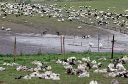 اسرائيل تعلن اكتشاف مزرعة دواجن مصابة بإنفلونزا الطيور