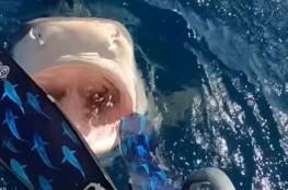 فيديو "في لمح البصر".. باغتها القرش وهي على القارب