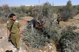 الاحتلال يقتلع أشجار زيتون شرق بيت لحم