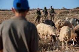 قوات الاحتلال تعتقل مجموعة من رعاة الماشية بالأغوار بعد ملاحقتهم من المستوطنين