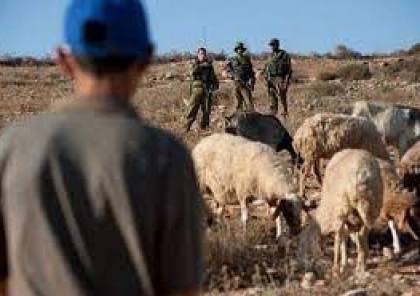 قوات الاحتلال تعتقل مجموعة من رعاة الماشية بالأغوار بعد ملاحقتهم من المستوطنين