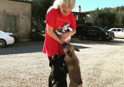 ليدي غاغا تعرض نصف مليون دولار مكافأة لمن يعيد كلبيها  المسروقين