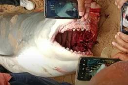هذا ما تم العثور عليه في معدة سمكة القرش قاتلة السائح الروسي في الغردقة!