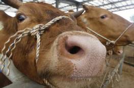 البرازيل توقف تصدير لحوم الأبقار إلى الصين بعد رصد حالتي إصابة بـ"جنون البقر"