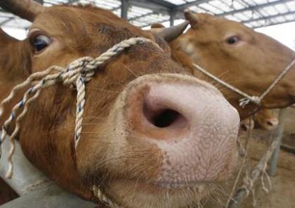 البرازيل توقف تصدير لحوم الأبقار إلى الصين بعد رصد حالتي إصابة بـ"جنون البقر"