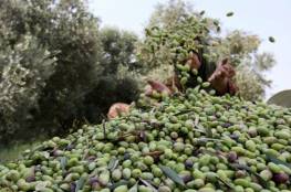 الزراعة بغزة تتحدث عن طبيعة أسعار زيت الزيتون هذا العام