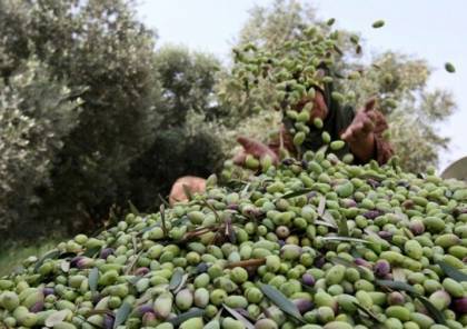 الزراعة بغزة: موسم الزيتون هذا العام سيكون وفيرًا
