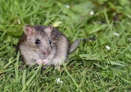 اكتشاف نظام لم يسبق له مثيل لحرق "الدهون العميقة" في دراسات على الفئران!