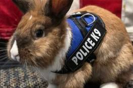 إعطاء أرنب رتبة ضابط شرطة في أمريكا