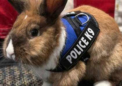 إعطاء أرنب رتبة ضابط شرطة في أمريكا