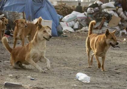 صينيون يذبحون كلبا بوحشية في مصر بغرض أكل لحمه (فيديو)