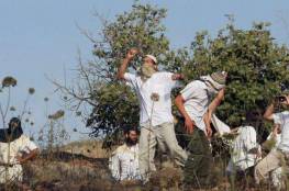 مستوطنون يقطعون 50 شجرة زيتون جنوب نابلس