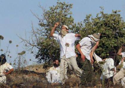 مستوطنون يقطعون 33 شجرة زيتون جنوب نابلس